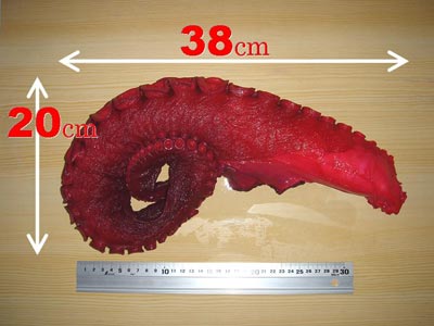 ¼Ì¿¿¤Î¿Ý¤À¤³¤Ï1.5ԤΥµ¥¤¥º¤Ç¤¹¡£ÂÀ¤µ¤Ïľ·ÂÌó6Ѥ¢¤ê¤Þ¤¹¡£